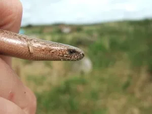 Slow-worm