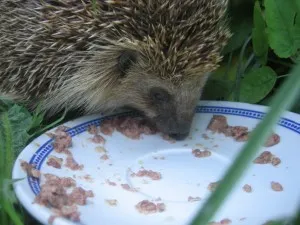 Hedgehog feeding