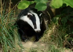 Badger