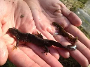 Newts