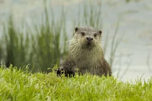 Otter Surveys