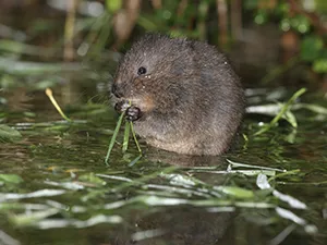 water-vole-smallpic