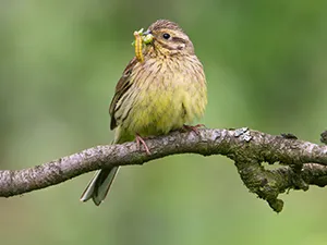 bird-surveys-smallpic