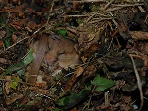 doormouse-smallpic