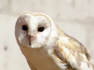 Barn Owl Surveys
