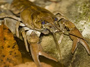 white-clawed-crayfish-smallpic