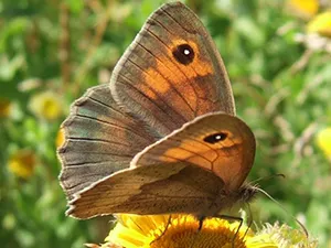 invertebrate-surveys-smallpic