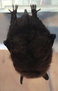 bat cropped